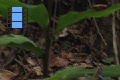 Scene 11_hssflight_Approaching Morpho peleides on leaf to see it take off